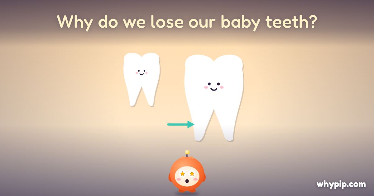 Pip’s picture for “Why do we lose our baby teeth?”