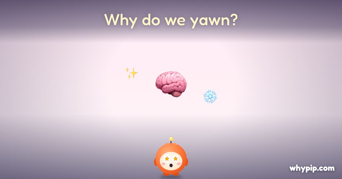 Pip’s picture for “Why do we yawn?”