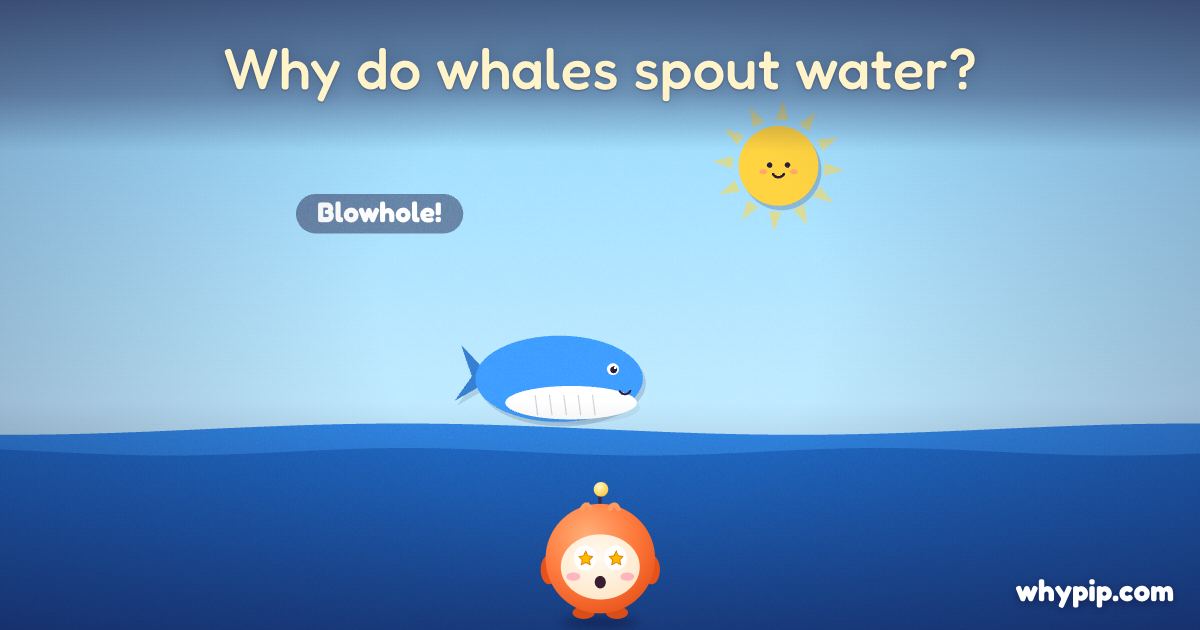 Pip’s picture for “Why do whales spout water?”