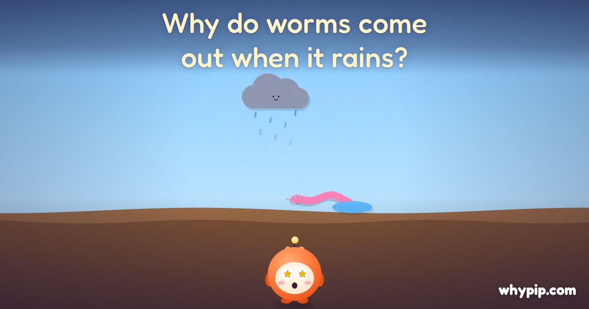 Pip’s picture for “Why do worms come out when it rains?”