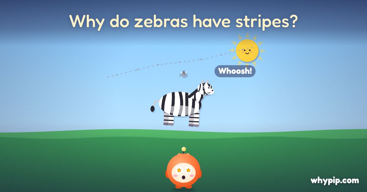 Pip’s picture for “Why do zebras have stripes?”