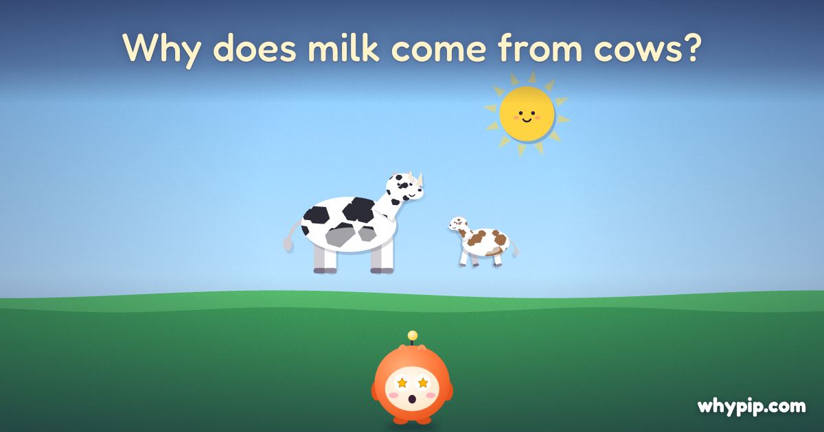 Pip’s picture for “Why does milk come from cows?”