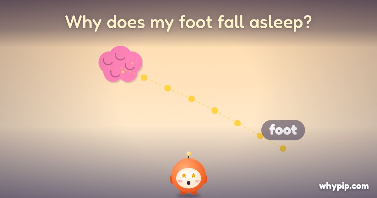 Pip’s picture for “Why does my foot fall asleep?”