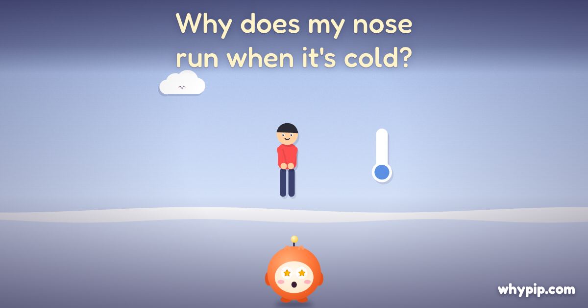 Pip’s picture for “Why does my nose run when it's cold?”
