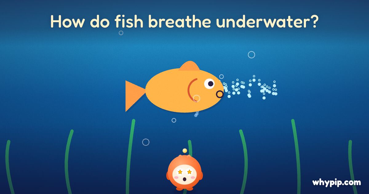 Pip’s picture for “How do fish breathe underwater?”
