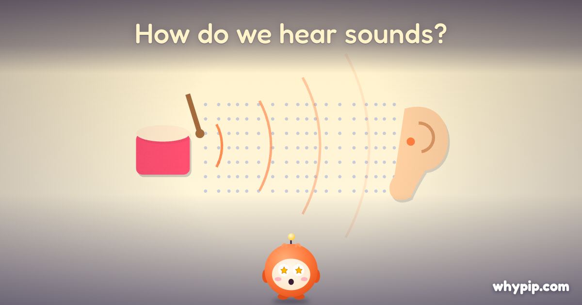 Pip’s picture for “How do we hear sounds?”
