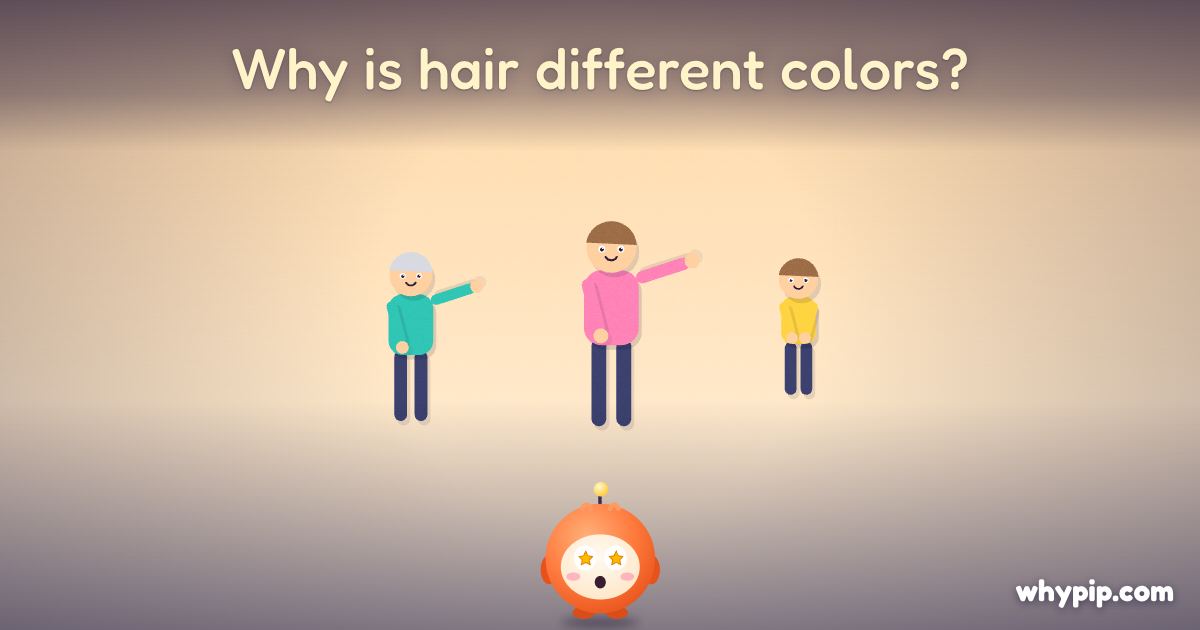 Pip’s picture for “Why is hair different colors?”