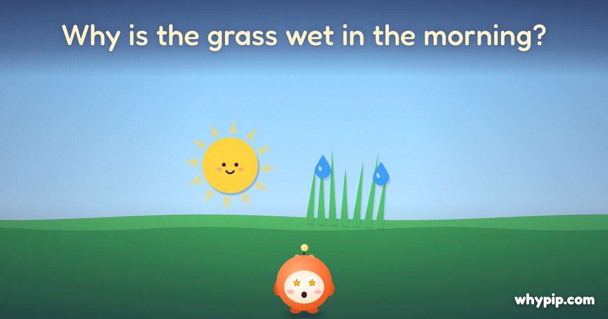 Pip’s picture for “Why is the grass wet in the morning?”